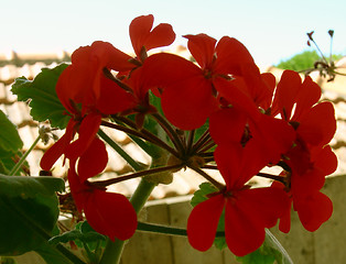 Image showing Red Flowers