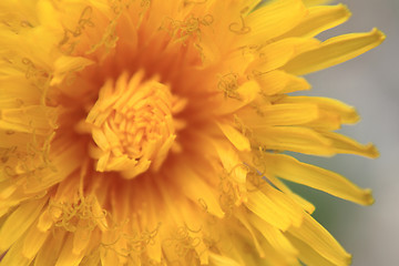 Image showing detail of dandelion flower