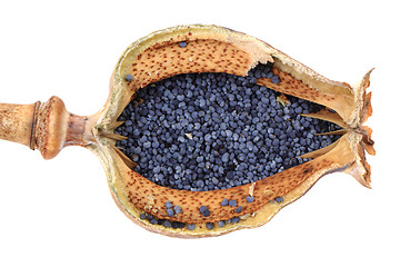 Image showing poppy seeds 