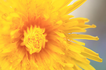 Image showing detail of dandelion flower