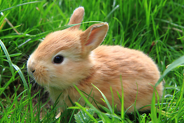 Image showing rabbit in the green grass
