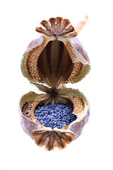 Image showing poppy seeds 