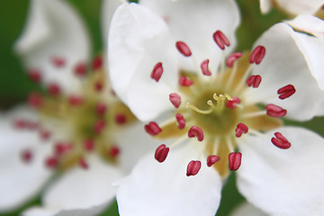 Image showing apple flower detail 