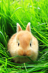 Image showing rabbit in the green grass