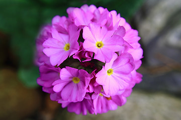 Image showing violet spring flower from my garden 