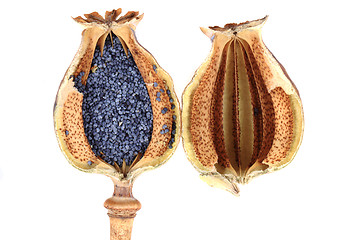 Image showing poppy seeds 