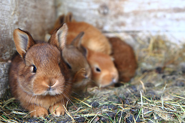 Image showing rabbits from small home farm 