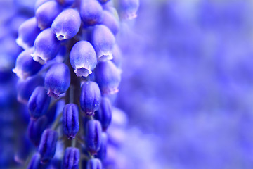 Image showing grape hyacinth flower background