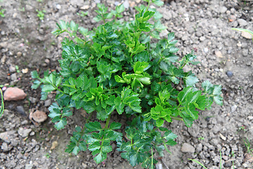 Image showing spring parsley leaves (spring herbs)