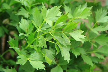 Image showing lovage (green herbs background)