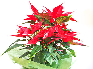 Image showing Poinsettia Christmas star