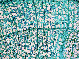 Image showing Tilia stem micrograph