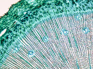 Image showing Pine Wood micrograph