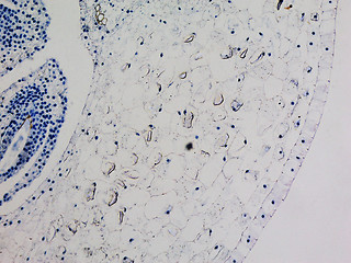 Image showing Lily ovary micrograph