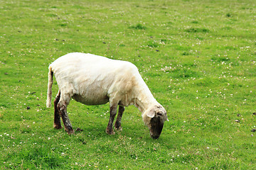 Image showing sheep in the green grass