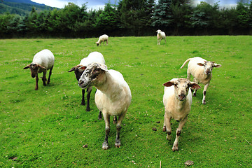 Image showing sheep in the green grass