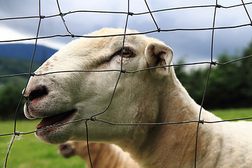 Image showing detail of sheep head