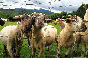 Image showing sheep in the green grass