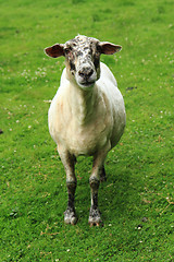 Image showing sheep in the green grass