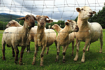 Image showing sheep in the green grass