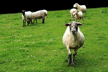 Image showing sheep in the green grass