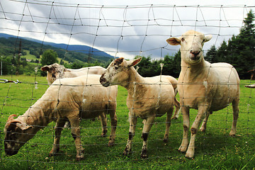 Image showing sheep in the green grass