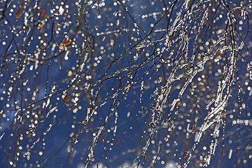 Image showing Birch branches covered rime