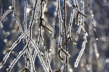 Image showing Frosted birch branches