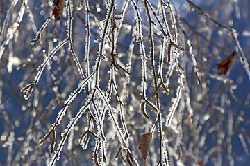 Image showing Frozen birch branches