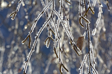 Image showing Rime birch branches