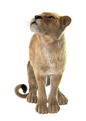 Image showing Lioness