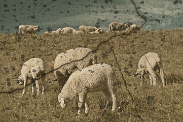 Image showing sheep on a range