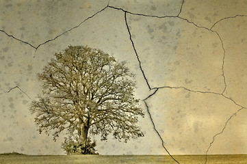 Image showing old oak