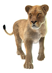 Image showing Lioness