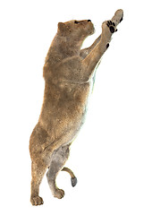 Image showing Lioness