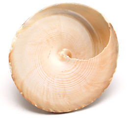 Image showing shell