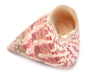 Image showing shell