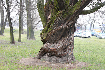 Image showing Big old tree