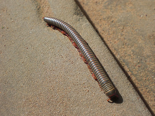 Image showing huge millipede