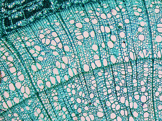 Image showing Tilia stem micrograph