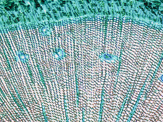 Image showing Pine Wood micrograph