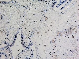 Image showing Lily ovary micrograph