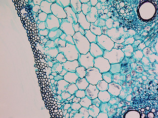 Image showing Cucurbita stem micrograph