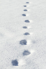 Image showing Animal tracks in snow 