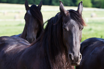 Image showing Friesian Horse