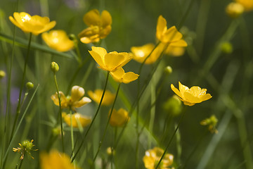 Image showing buttercups