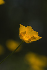 Image showing buttercup