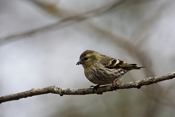 Image showing female siskin