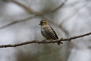 Image showing siskin