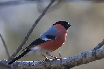 Image showing male bullfinch